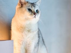 -猫儿山۰猫主题餐厅