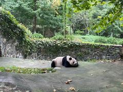 -都江堰中华大熊猫苑