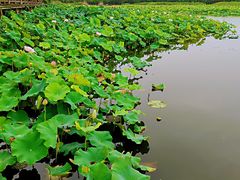 -荷塘月色湿地公园·向阳花洲