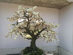 -香雪海