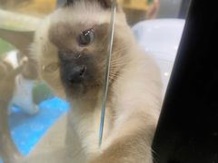 -藏猫猫咖啡主题馆(中央大道店)