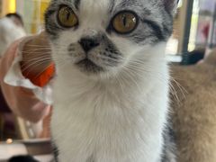 -猫小院猫主题餐厅(南锣旗舰店)
