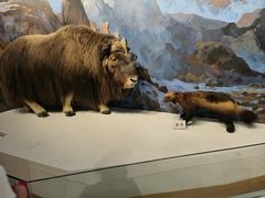 -陕西自然博物馆