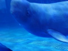 -多彩贵州城极地海洋世界