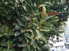 -攀枝花公园