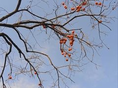 -上海老饭店(北京分店)