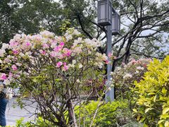 -顺峰山公园