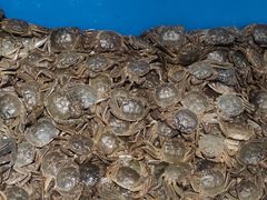 -九寸花汀烤肉海鲜自助(宽城万达店)