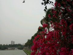 -南宁南湖公园