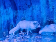 -正佳极地海洋世界