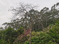 -水濂山森林公园