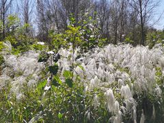 -野鸭湖国家湿地公园