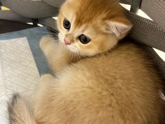 -lincat·猫舍(广州店)