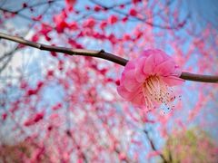 -花开海上生态园