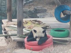 -大连森林动物园