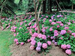 -上海滨江森林公园