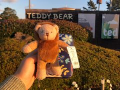 -济州岛泰迪熊博物馆