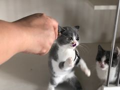 -东方名猫馆·英短金渐层布偶猫舍(环线广场1号楼店)