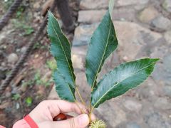 -阳台山自然风景区