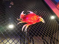-谢蟹浓·肉蟹煲(新奥店)