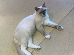 -藏猫猫咖啡主题馆(中央大道店)