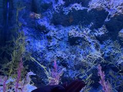 -暹罗海洋世界