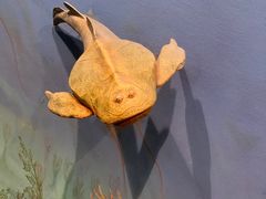 -浙江自然博物院(杭州馆)