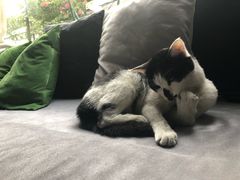 -虚荣精酿酒屋(五羊店)