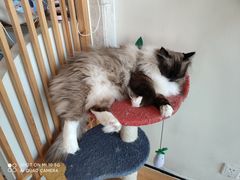 -Catmate·猫肥家润(金润铂宫店)
