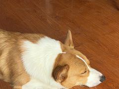 -宠福鑫康馨动物医院·骨科·眼科