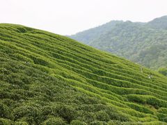 -龙坞茶村