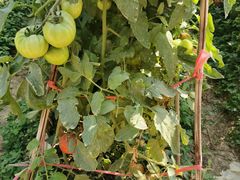 -会江钓鱼钓虾烧烤场