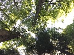 -武陵山森林公园