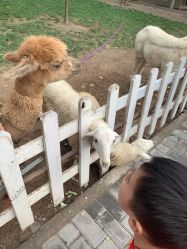 -上美四季动物农场