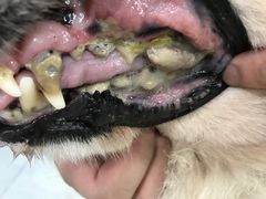-宠福鑫康馨动物医院·骨科·眼科