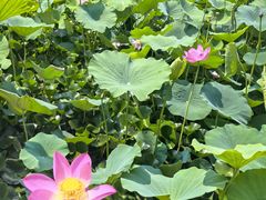 -莲花池公园