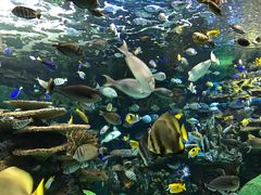 -瑞普利水族馆