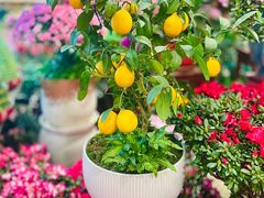 -双季花艺园艺市场(浦东店)
