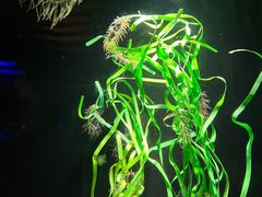 -西海国立公园九十九岛水族馆