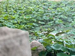 -济南大明湖景区