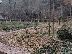 -武汉大学-樱园