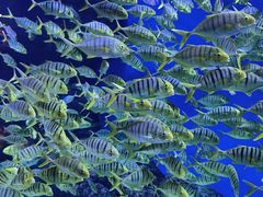 -成都浩海立方海洋公园