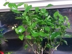 -秦美花卉(天朗·莱茵小城2期店)