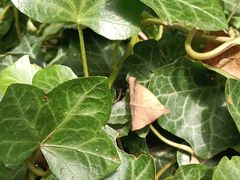 -泰煌鸡·上海白斩鸡·鸡汤面(万航店)