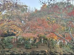 -秋霞圃