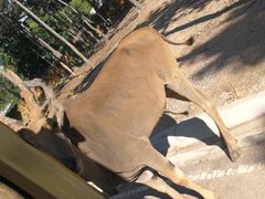 -清迈夜间动物园