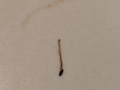 -苏晓玥·江南小吃(深圳北站店)