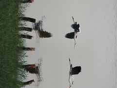 -华侨城湿地公园