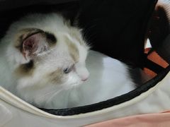 -唐小姐の私宠·宠物洗护美容·撸猫馆·购宠(周浦万达旗舰店)