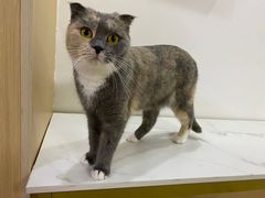-鼓捣猫呢主题猫咖店